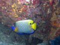 Yellowmask Angelfish.